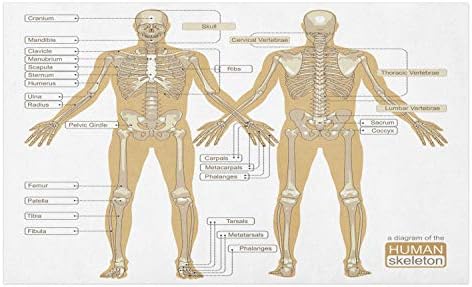 Podna prostirka, dijagram ljudskog skeletnog sustava s glavnim dijelovima tijela, Poliesterska Ukrasna podna prostirka s Neklizajućom