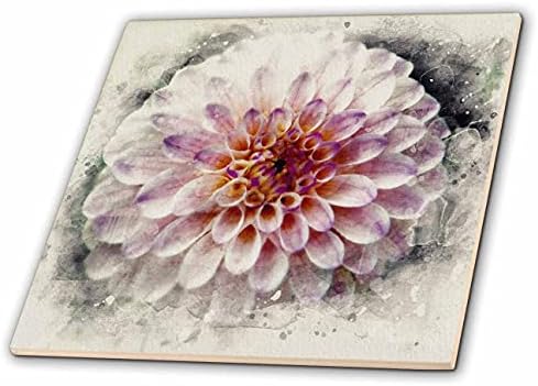 3-slika cvijeta Dalije s nježno ružičastim i ljubičastim obrubom akvarelnih pločica